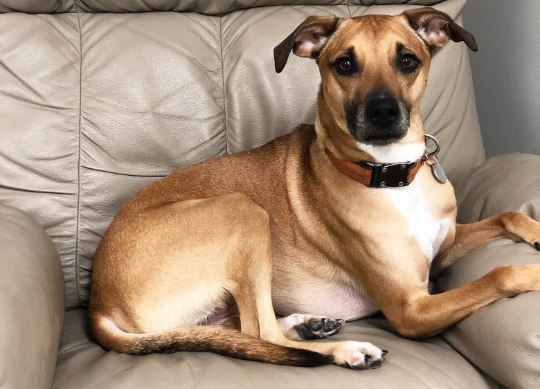Un chien Cur à Bouche Noire se prélassant confortablement