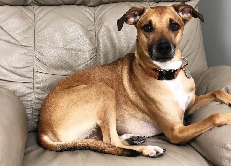 A Black Mouth Cur dog lounging comfortably