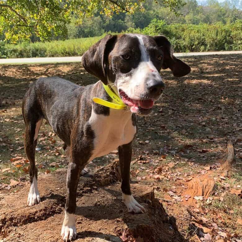 A Treeing Cur puppy standing and wearing a yellow collar