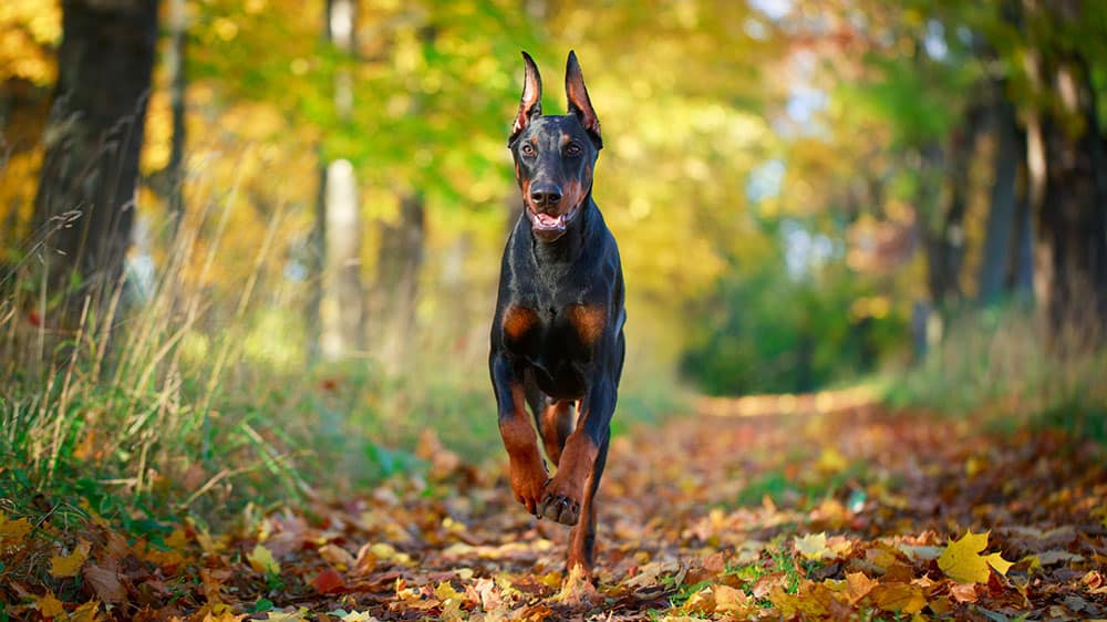 What are the Best Working Dog Breeds? K9 