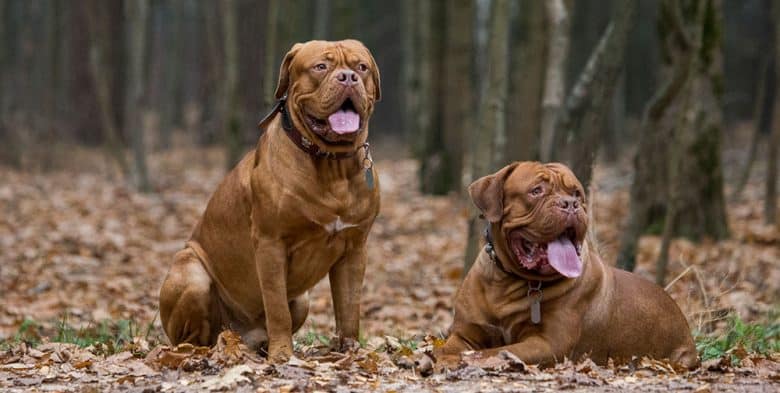 Dogue de Bordeaux dogs resting in the woods