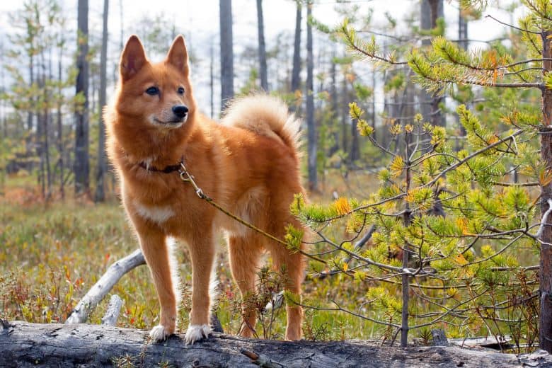 A Finnish Spitz dog standing on a tree trunk