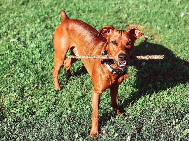 German Pinscher dog playing a stick
