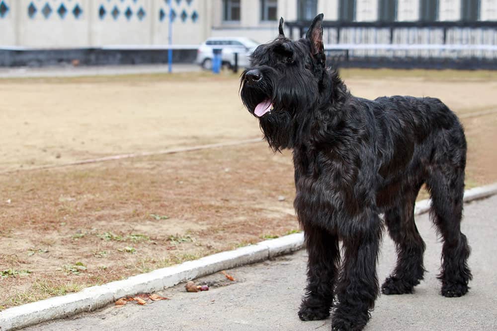 What are the Best Working Dog Breeds? K9 