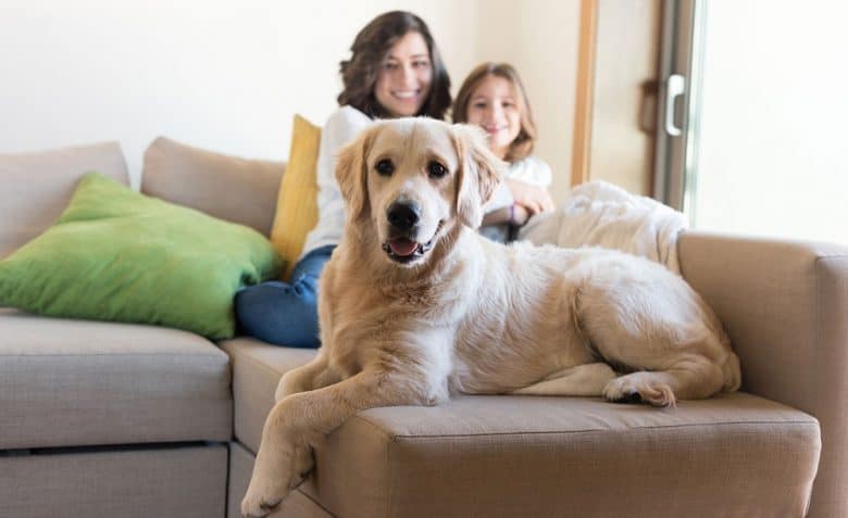 Golden Retriever dog with his owner at home