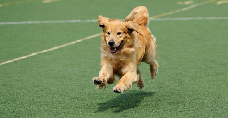 Golden Retriever dog running on the football field