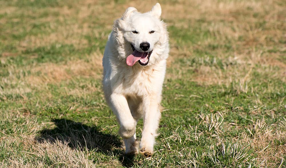 Great Pyrenees dog running on the field