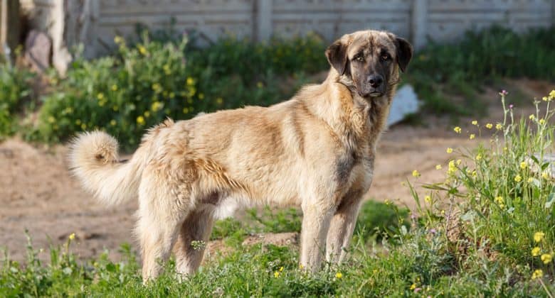 Handsome Anatolian Shepherd dog portrait
