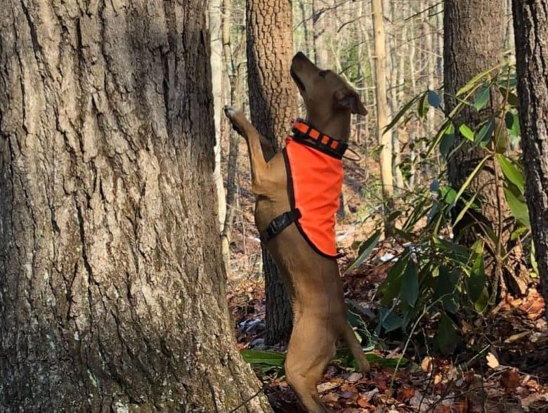 A Mountain Feist dog standing while looking up