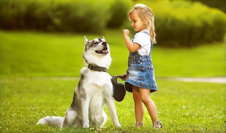 Husky dog playing with the little girl