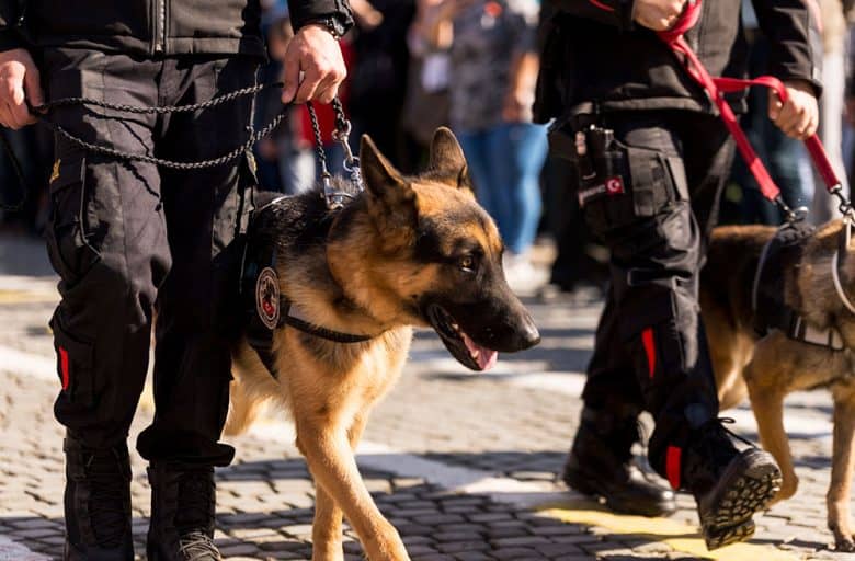 K9 police dog walking along with the police personnel