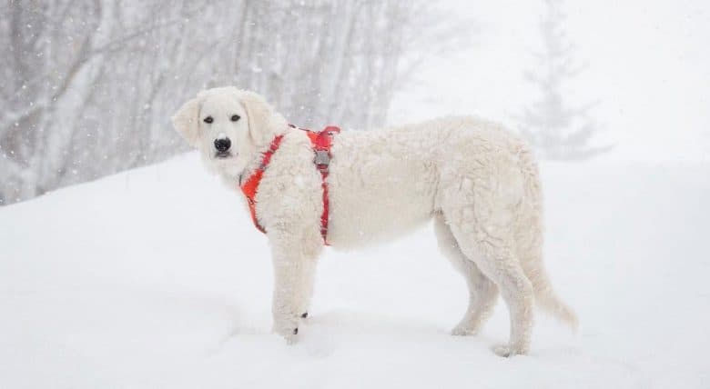 Kuvasz dog standing in the snow