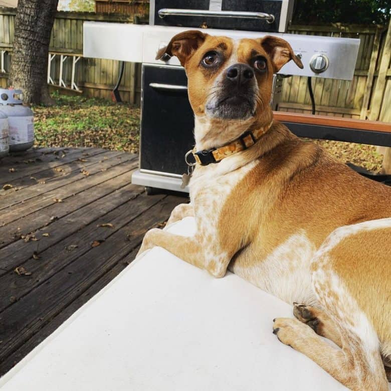 A cute Denmark Feist dog looking up and laying down