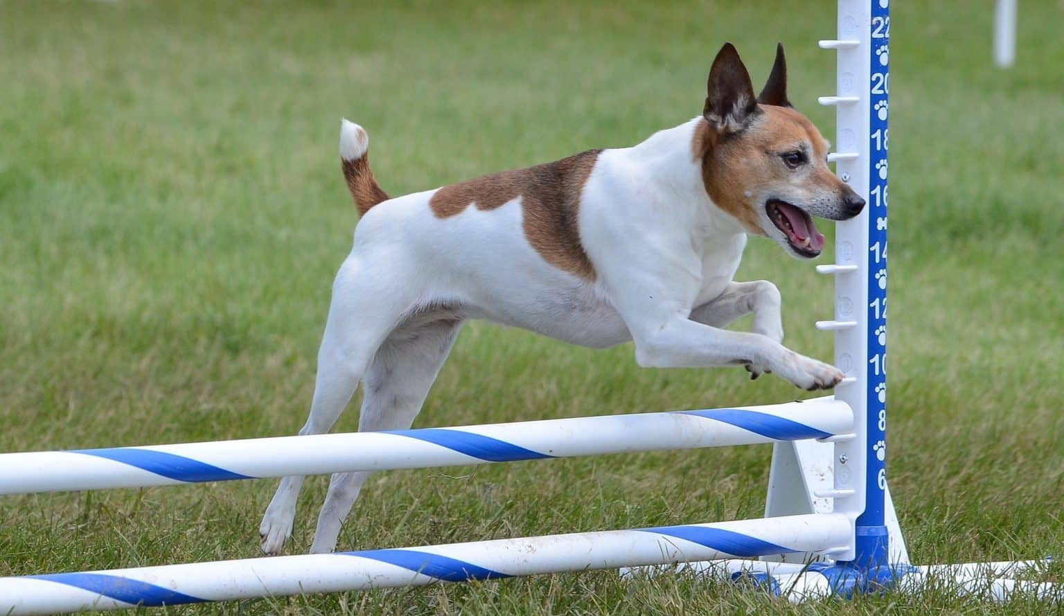 Need a Squirrel Dog? These are the Best Squirrel Hunting Breeds K9 