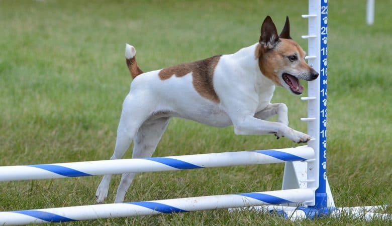 Rat Terrier dog leaping at a agility trial