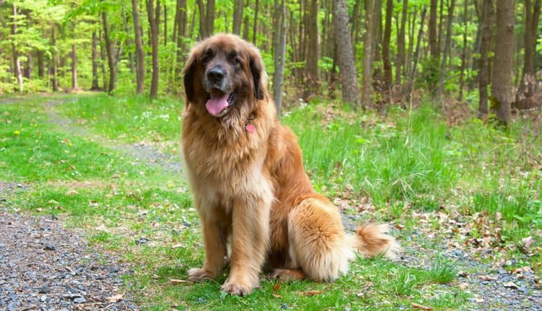 Leonberger dog in the forest