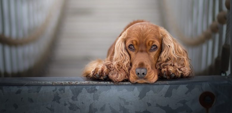 Lonely Cocker Spaniel dog portrait