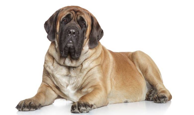 Mastiff dog portrait