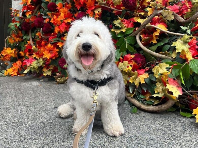 A Mini Sheepadoodle standing outside a church