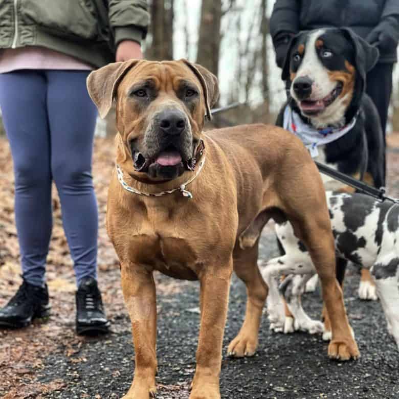 Muscular Boerboel dog portrait