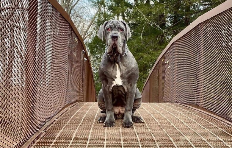 Neapolitan Mastiff dog sitting on the bridge