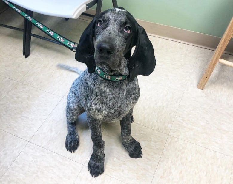 An American Blue Gascon Hound dog patiently sitting