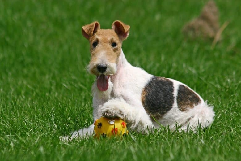 A happy Fox Terrier laying on the grass