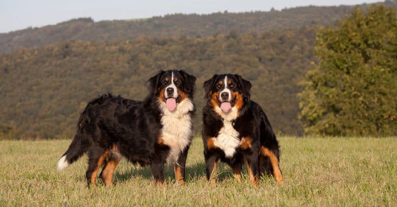 Two Bernese Mountain dog portrait