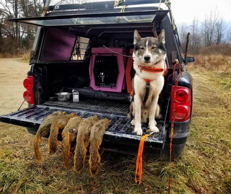 A West Siberian Laika dog having five squirrel down