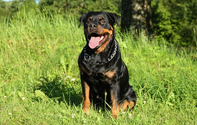 Rottweiler dog panting on the grass