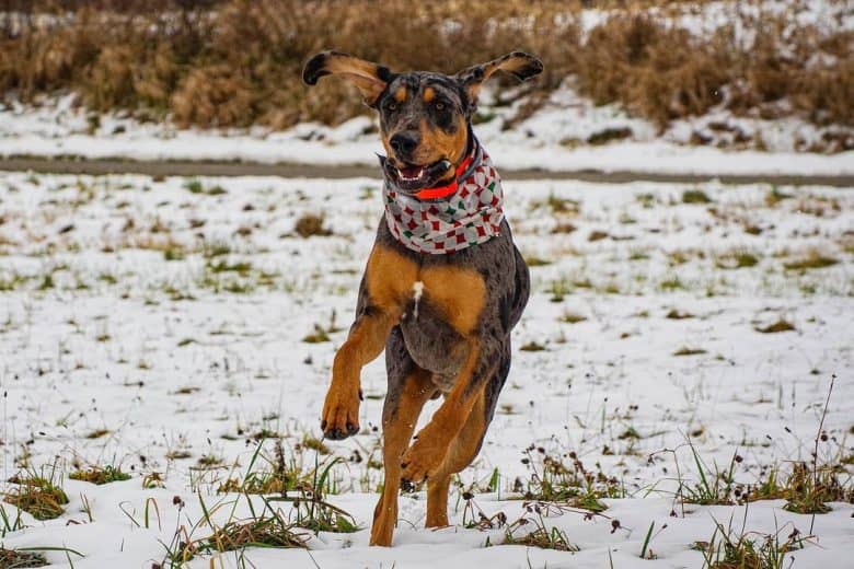 An American Leopard Cur dog leaping and running