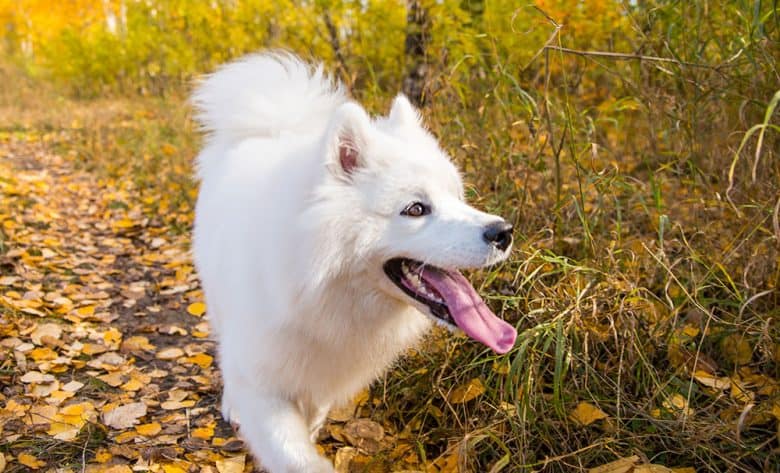 Samoyed dog walking in an autumn yellow forest
