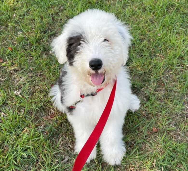 A Sheepadoodle looking up