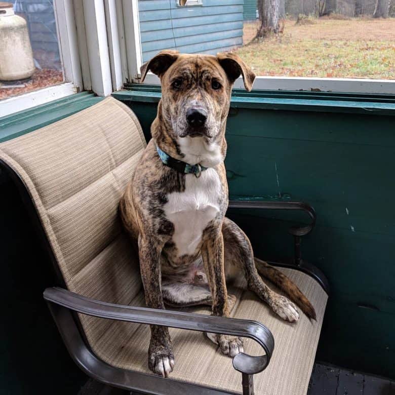 A Mountain Cur dog sitting on a chair
