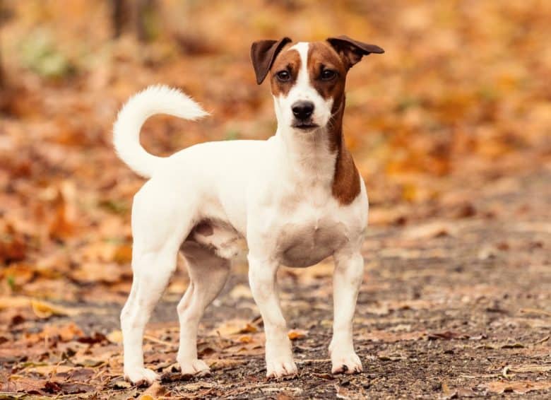 A Jack Russell Terrier dog standing outdoors