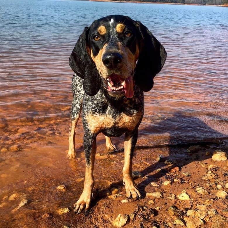 A happy Bluetick Coonhound dog standing on a lake