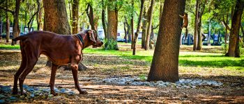a Squirrel Dog on hunt preying on squirrel on tree