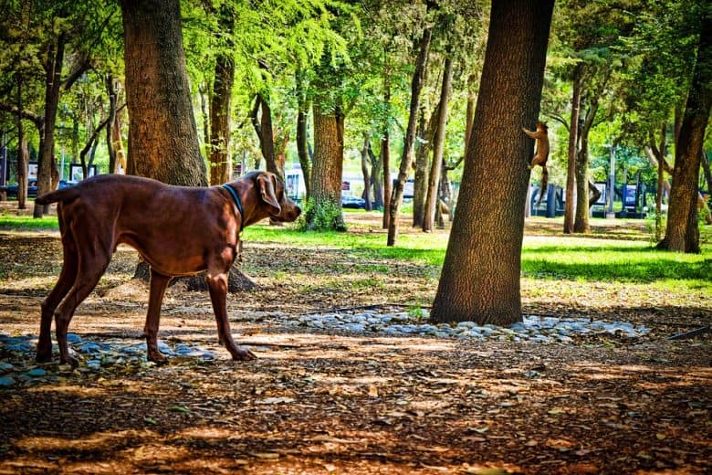 A Squirrel Dog on hunt preying on squirrel on tree