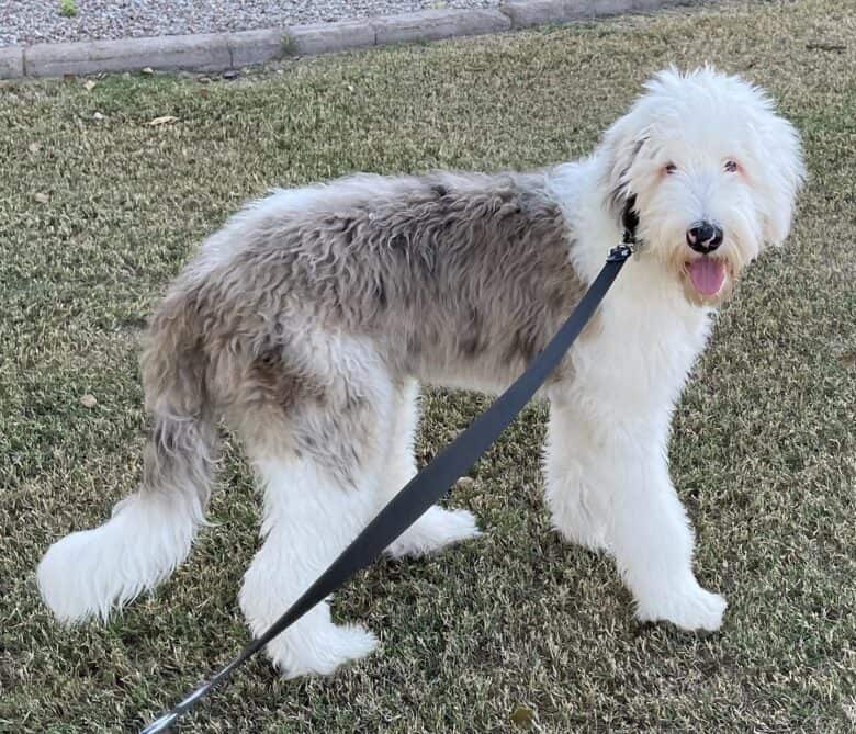 A Standard Sheepadoodle standing on a yard