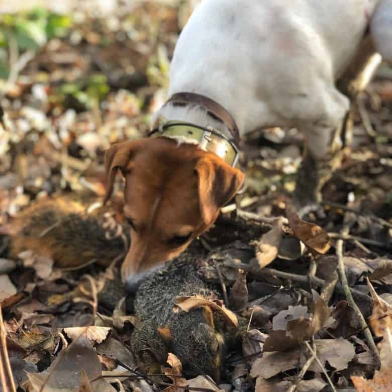 Un chien Jack Russell Terrier mordant un écureuil