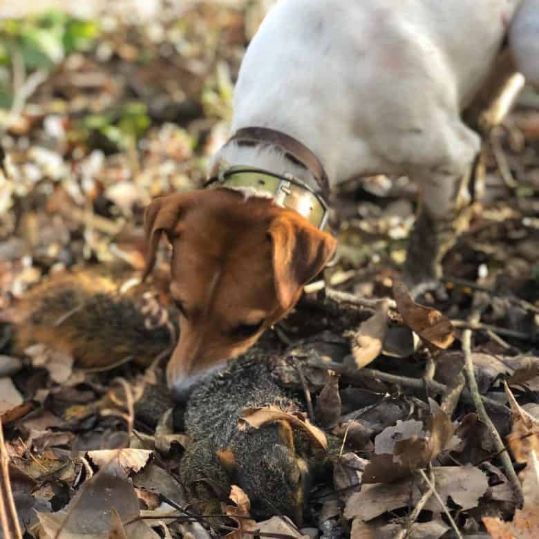 A Jack Russell Terrier dog biting a squirrel