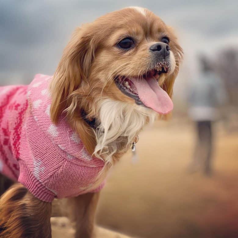 Tibetan Spaniel dog portrait