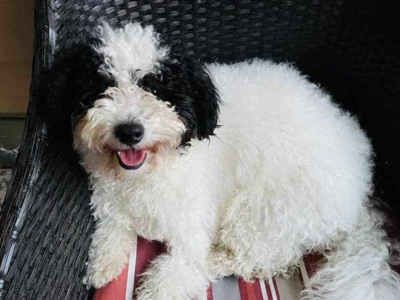 A Toy Sheepadoodle lying down