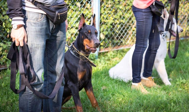 Two working dogs in a training session