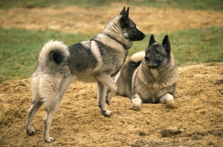 Two Norwegian Elkhound dogs one laying and one standing on the sand