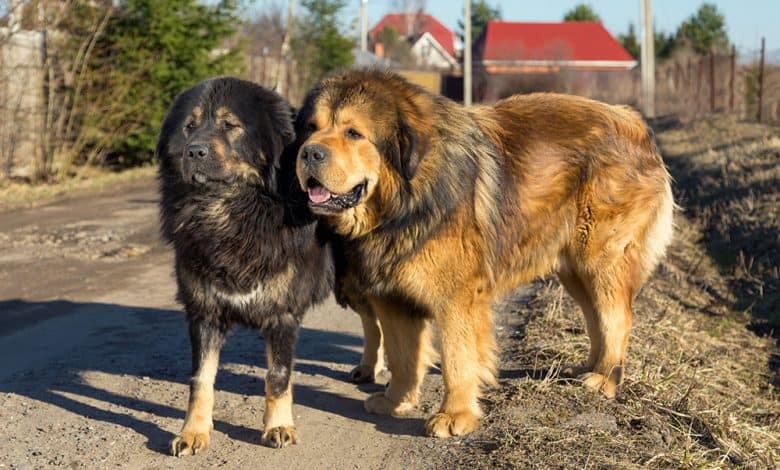 Two Tibetan Mastiff dogs on a dirt road