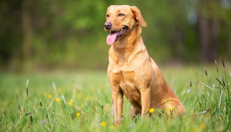 a Labrador Retriever sitting on a grassfield