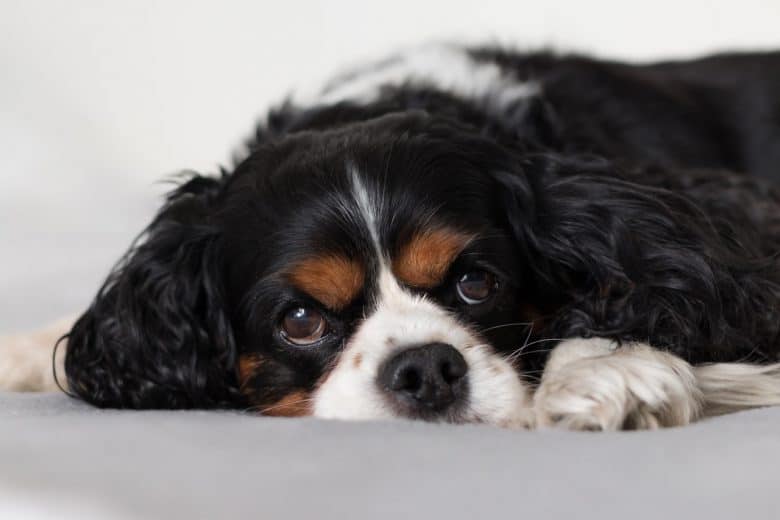 Young Cavalier King Charles Spaniel dog lying on the bed