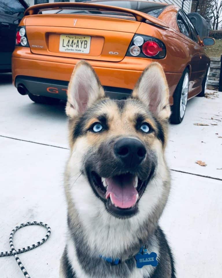 The German Shepherd Husky Mix: An In-Depth Look into the Gerberian