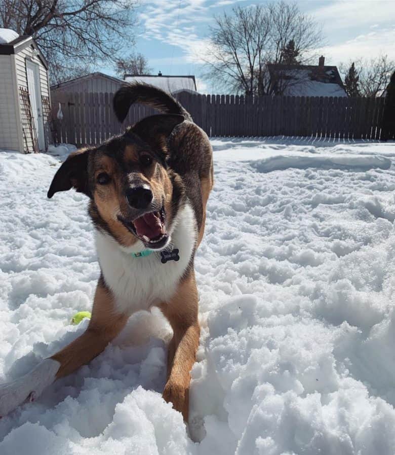 The Shollie All About The Border Collie German Shepherd Mix K9 Web